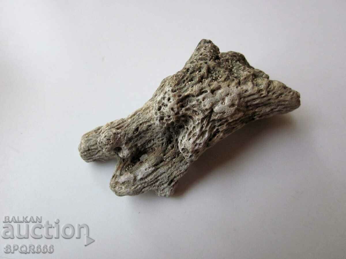 A very beautiful fossil coral. - 5