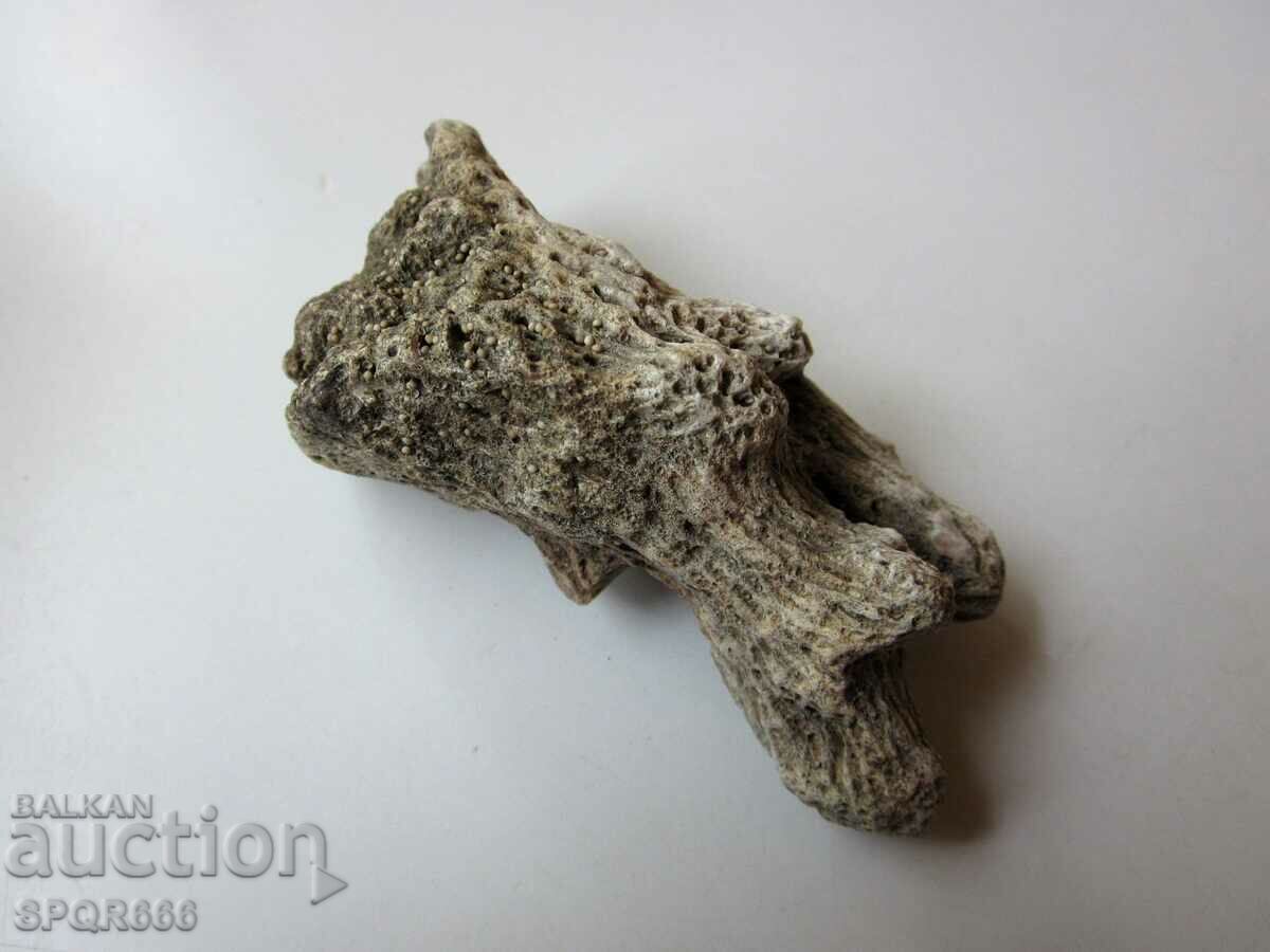 A very beautiful fossil coral. - 6