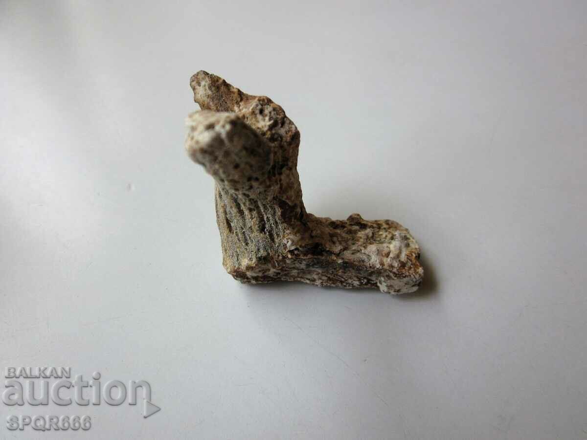 Delivery of A very beautiful fossil coral.