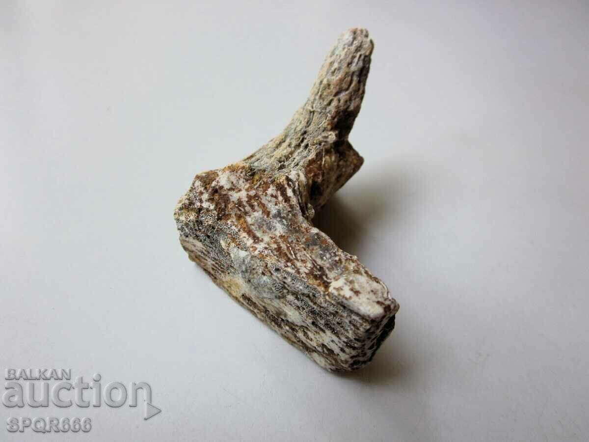 A very beautiful fossil coral. - 5