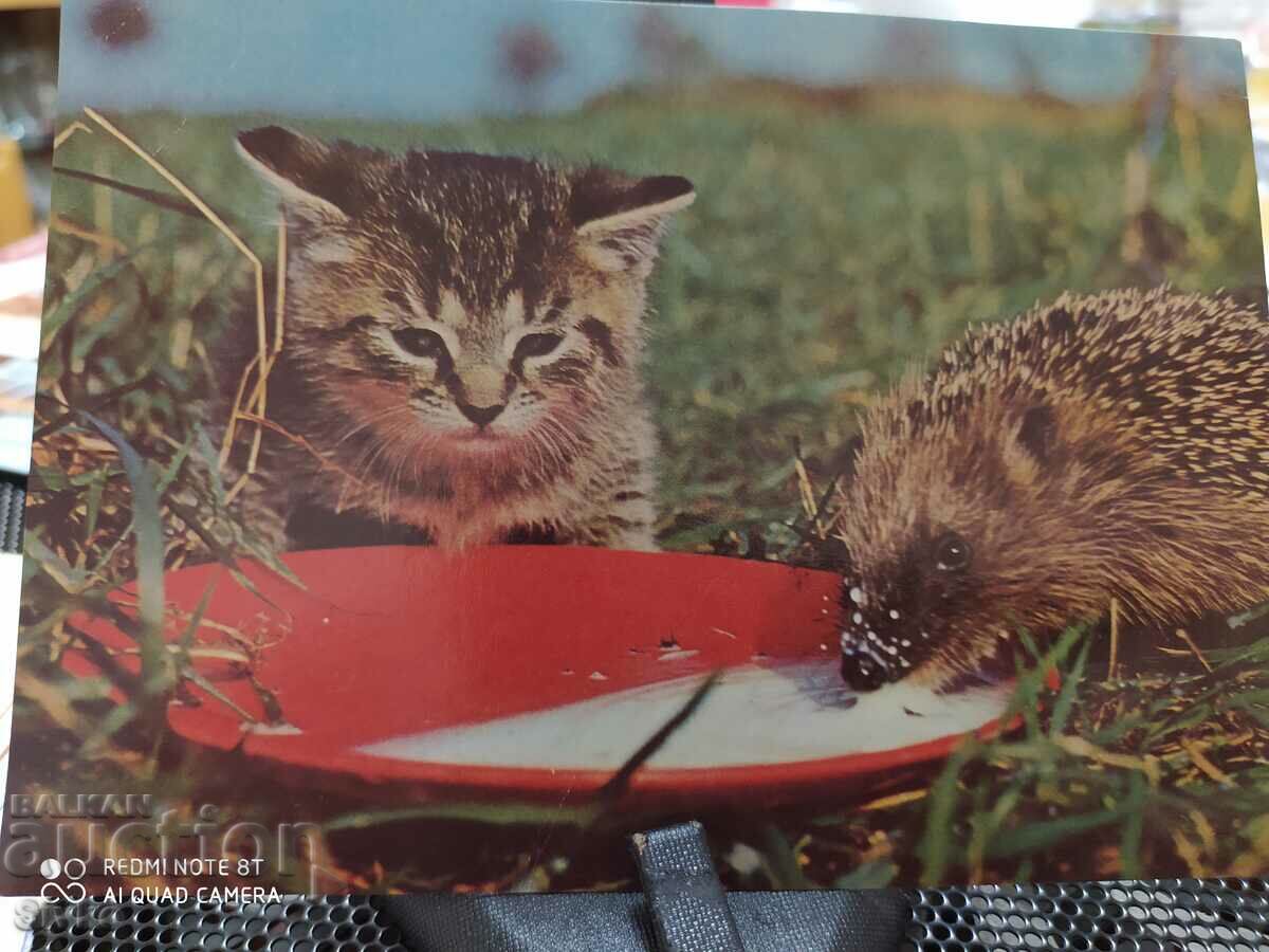 Delivery of Card, letter, envelope, stamps from a Russian comrade 1984 Delivery of Card, letter, envelope, stamps from a Russian comrade 1984