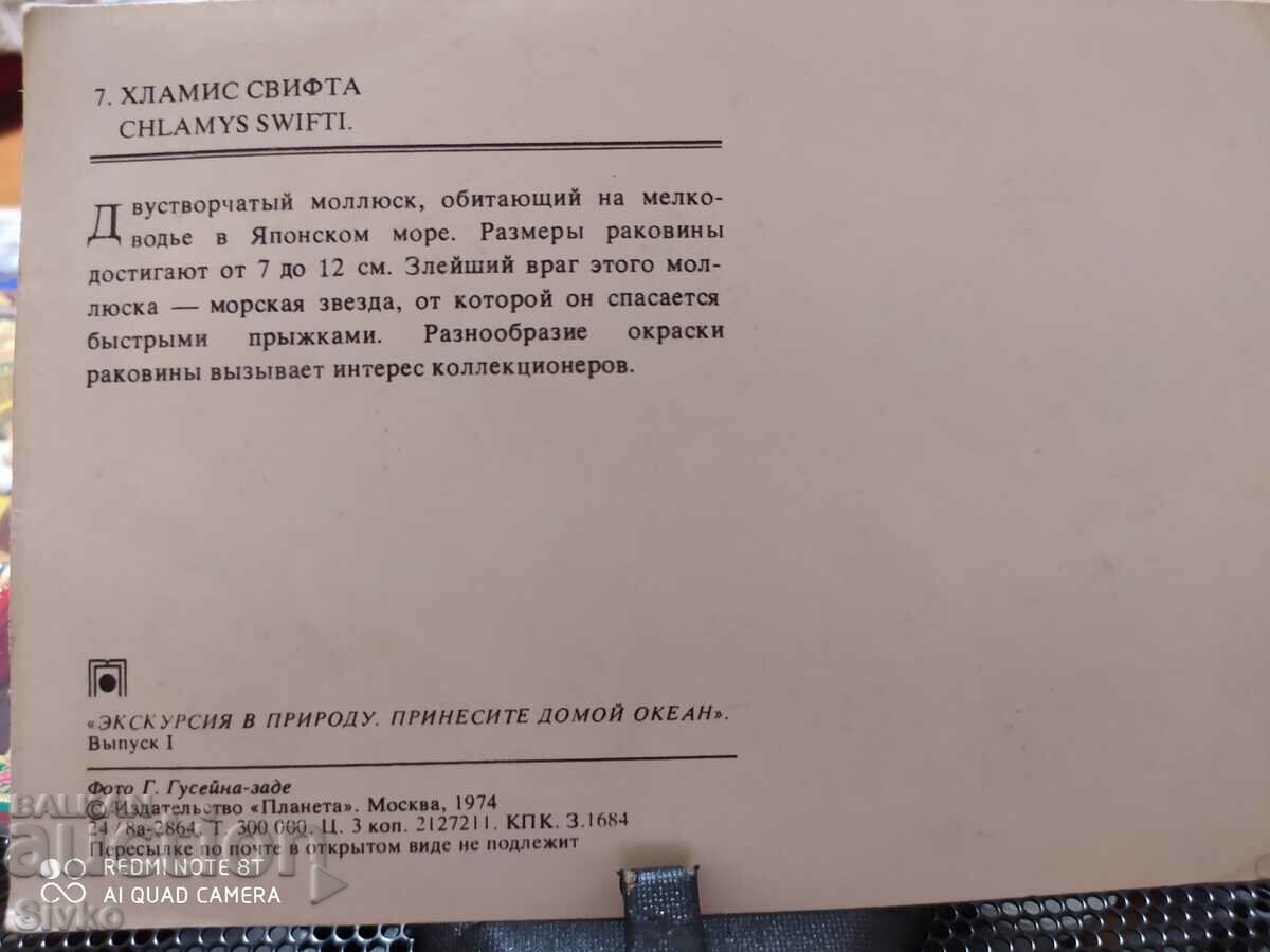 Chlamys Swift card with price 0.49 BGN | € 0.25 Chlamys Swift card with price 0.49 BGN | € 0.25