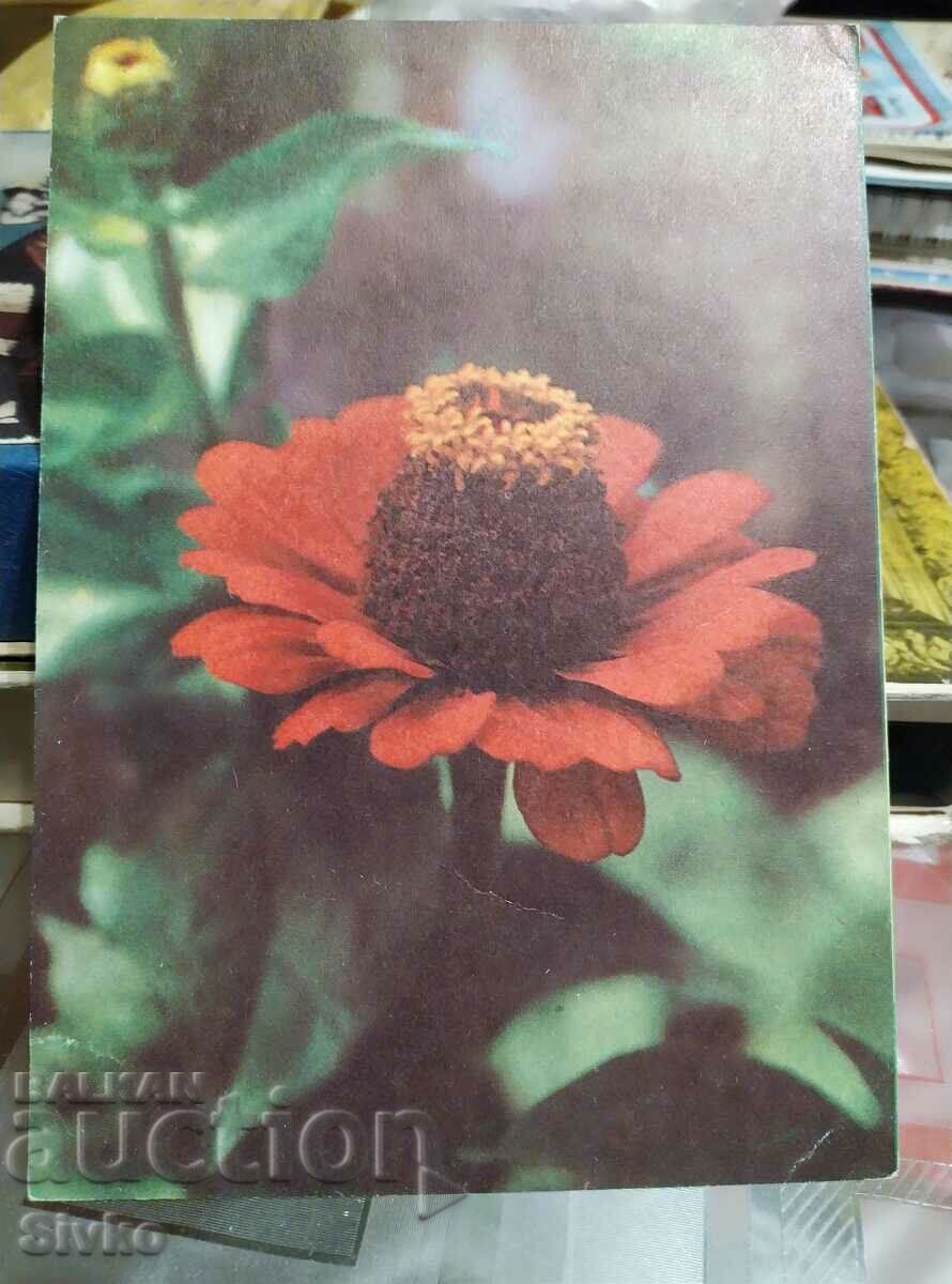 Картичка цветя 1