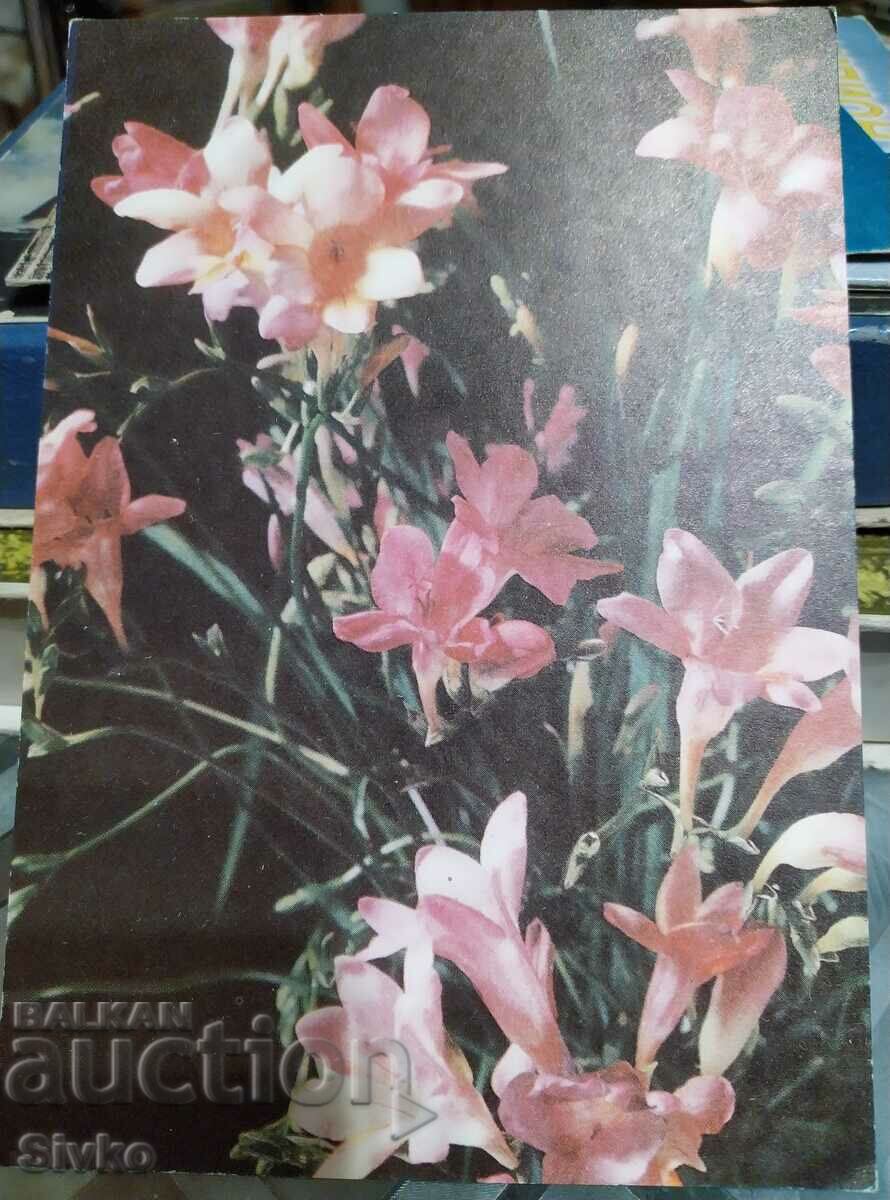 Κάρτα λουλουδιών 5