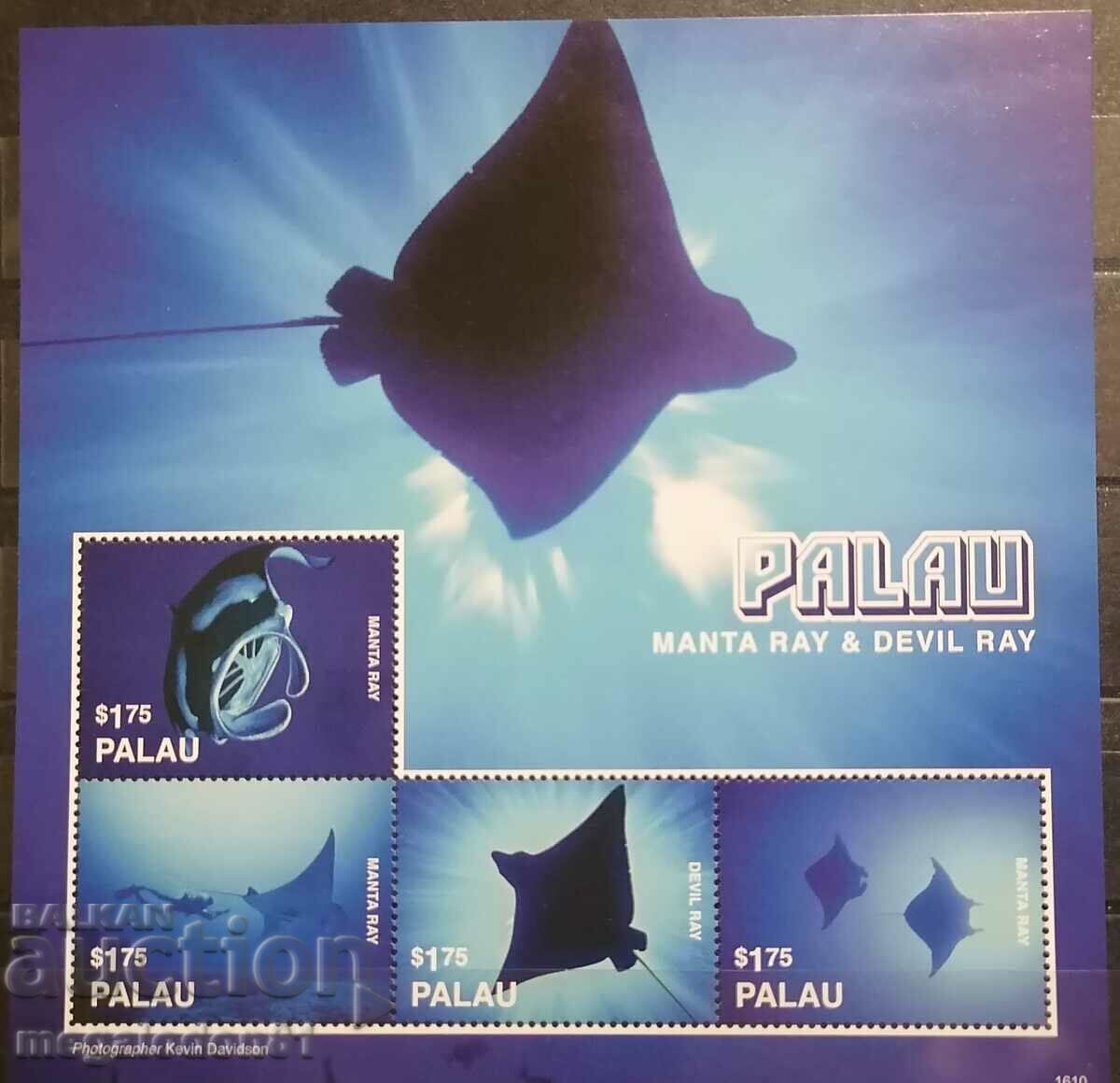 Palau - fauna oceanică, raze manta