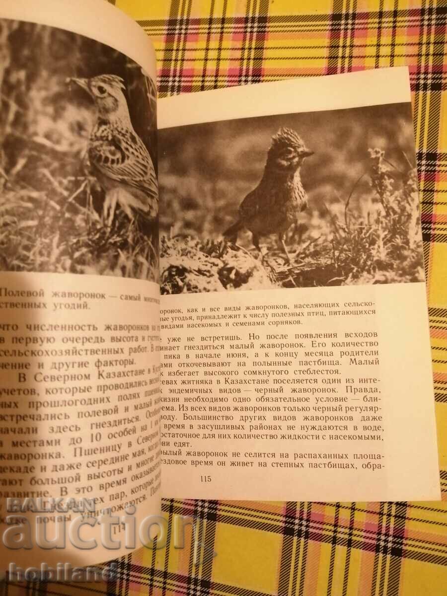 Δημοπρασία Πουλιά πάνω από το χωράφι Δημοπρασία Πουλιά πάνω από το χωράφι