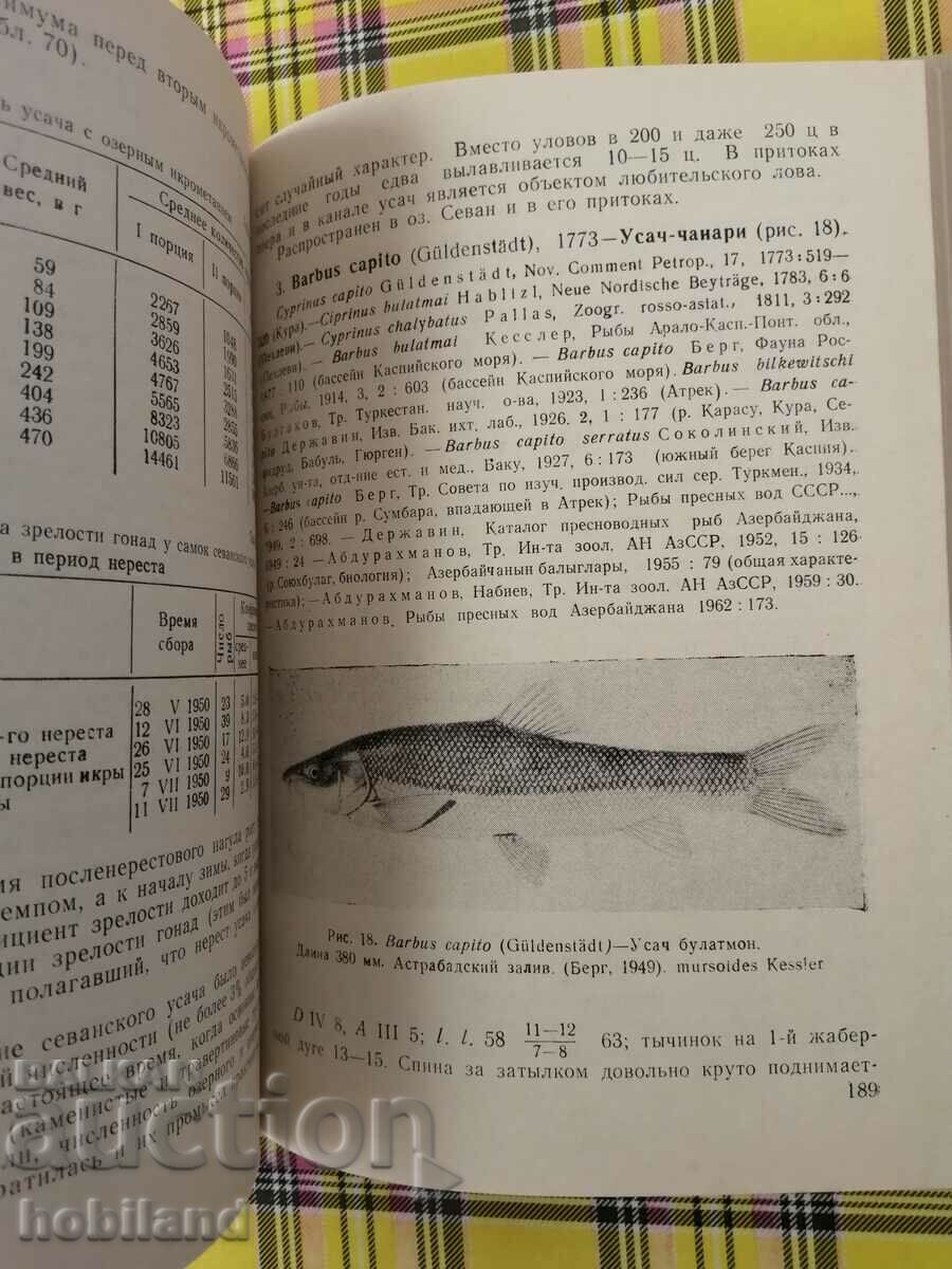 Fish in Armenia with price 5.00 BGN | € 2.56 Fish in Armenia with price 5.00 BGN | € 2.56