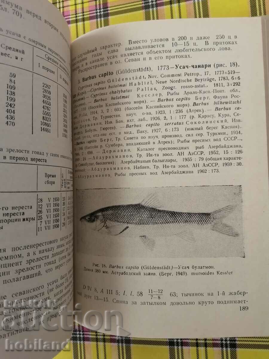 Ψάρια στην Αρμενία με τιμή 1.00 €