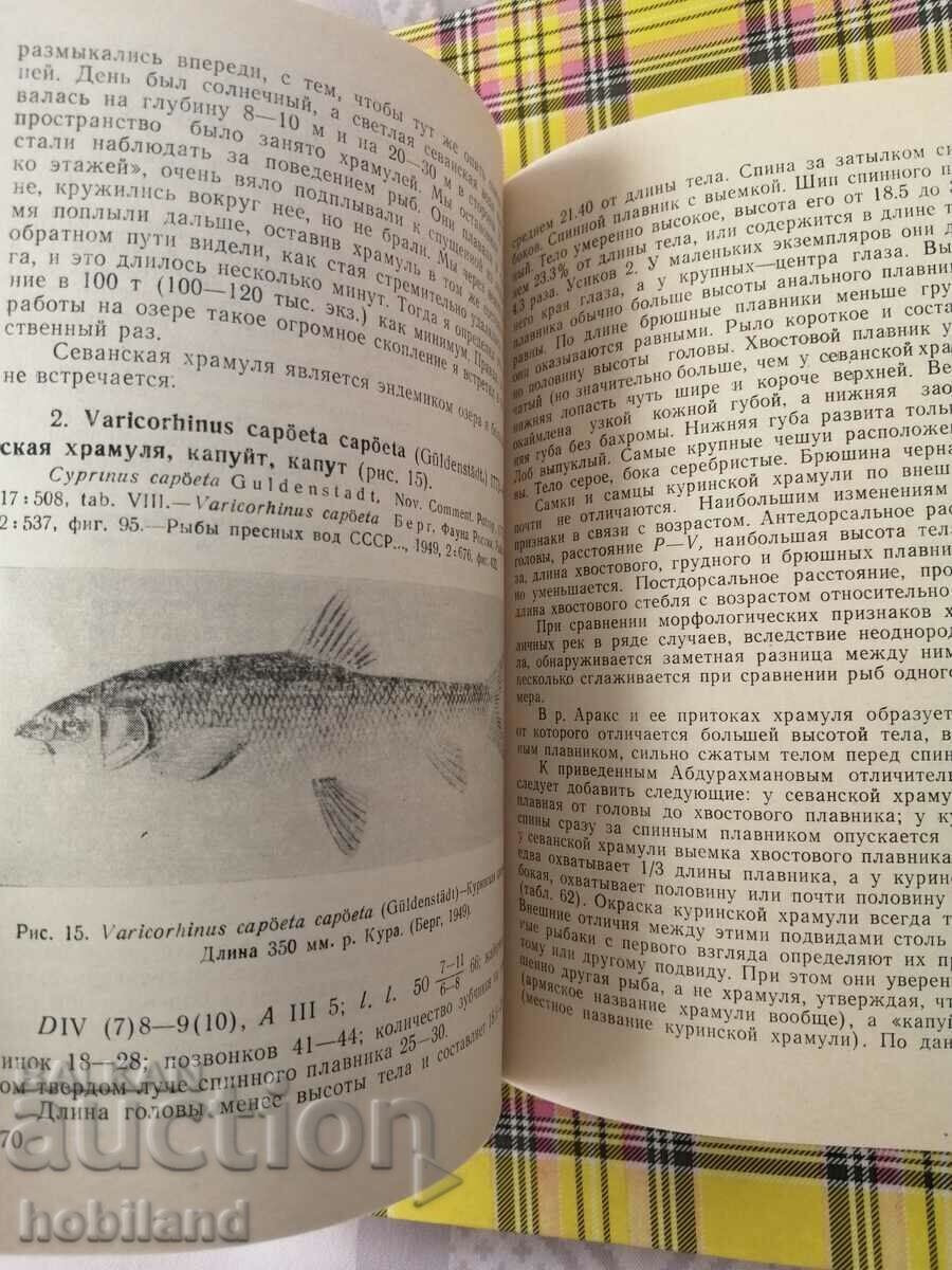 Δημοπρασία Ψάρια στην Αρμενία
