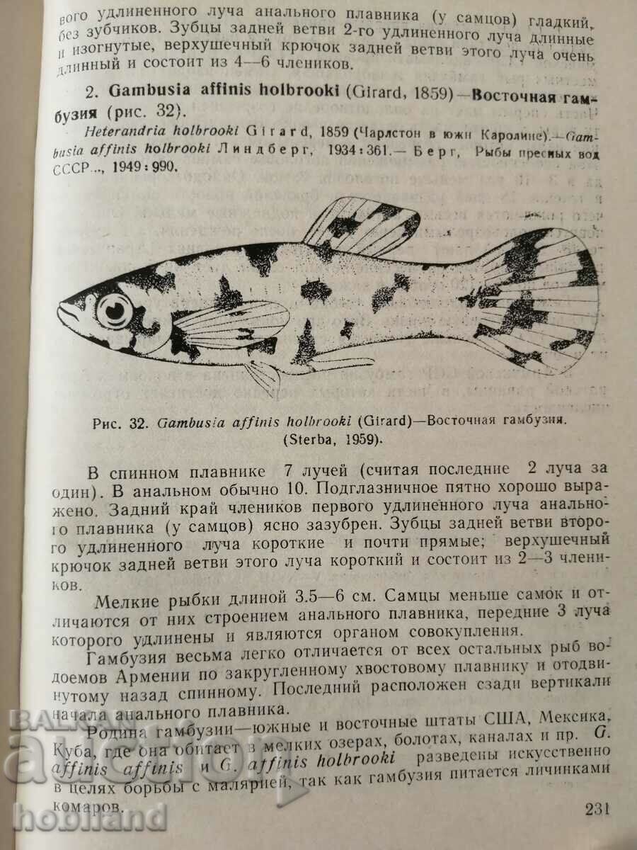 Delivery of Fish in Armenia Delivery of Fish in Armenia