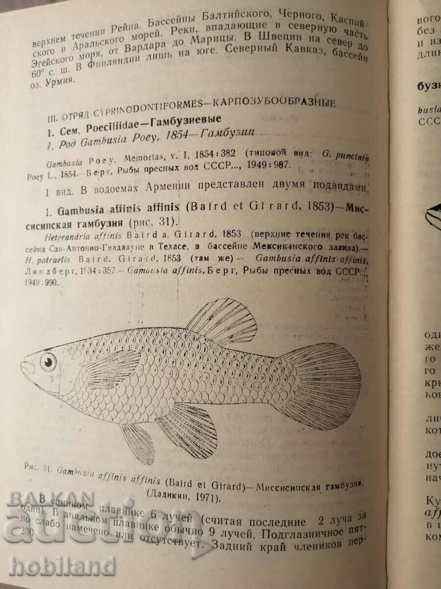 Fish in Armenia - 5 Fish in Armenia - 5
