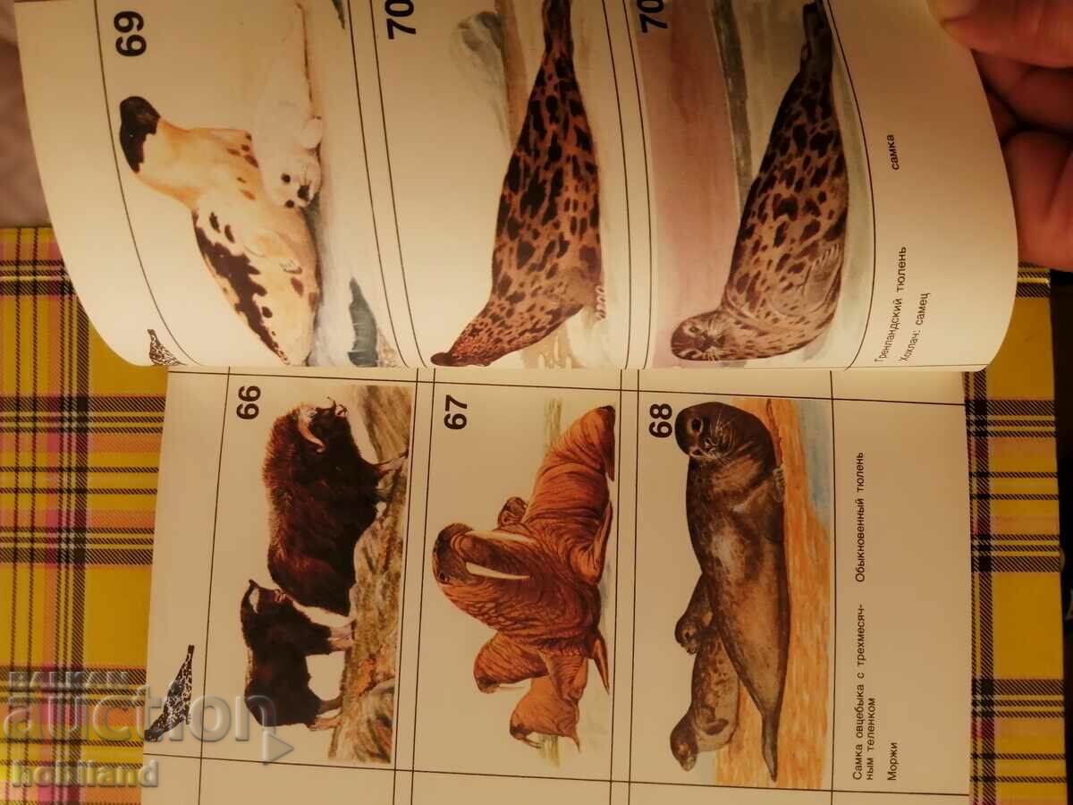 Life in the land of icy silence - 6 Life in the land of icy silence - 6