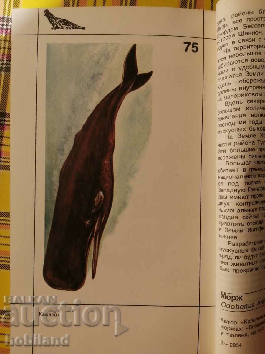 Life in the land of icy silence - 7 Life in the land of icy silence - 7