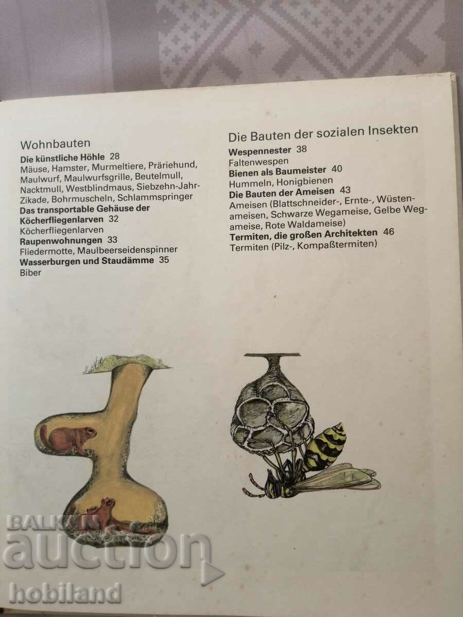 Auction  Animal structures