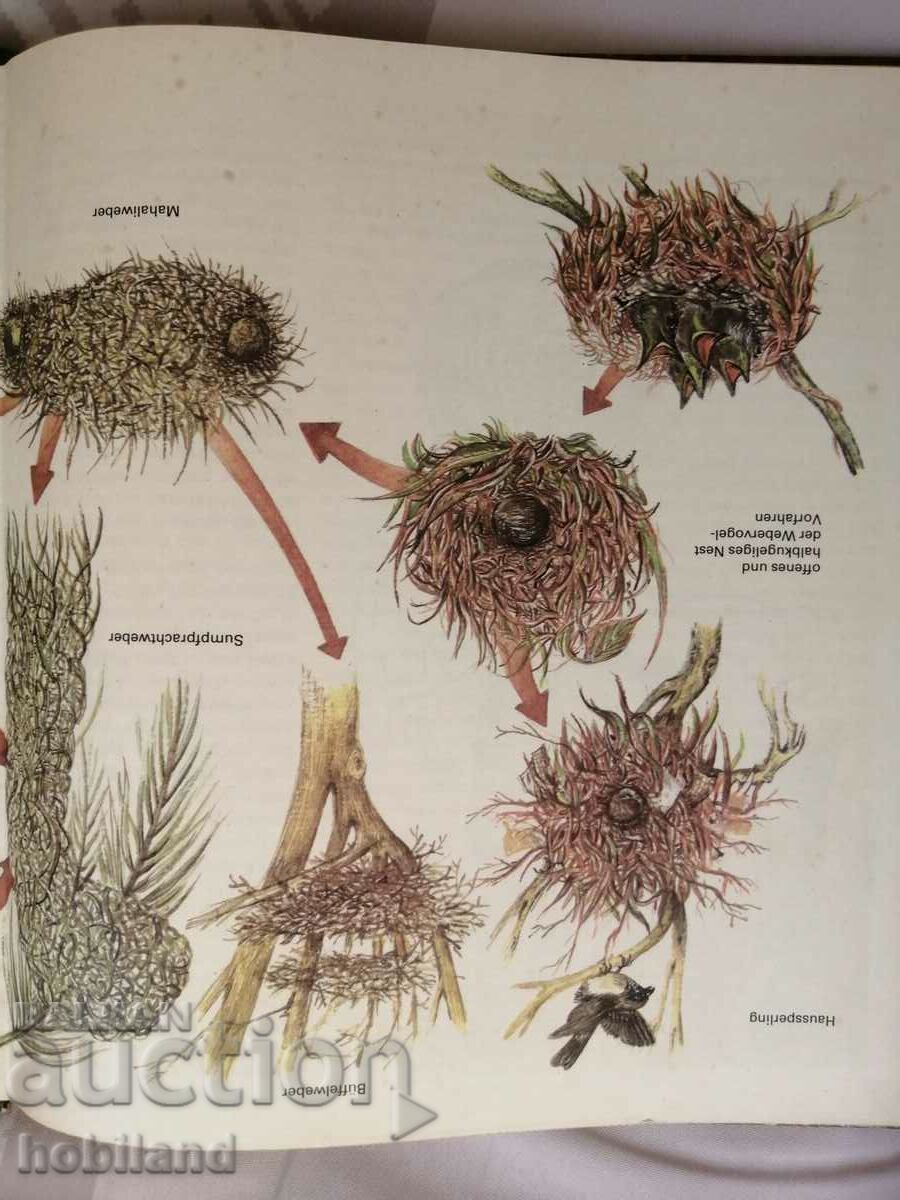 Animal structures - 6