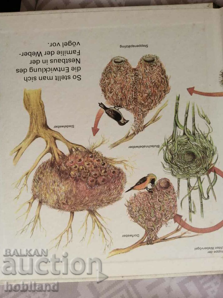 Animal structures - 7