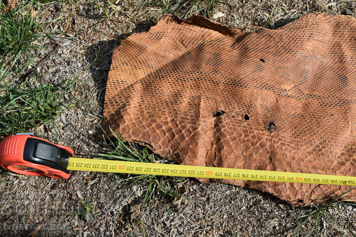 Python skin - 5 Python skin - 5