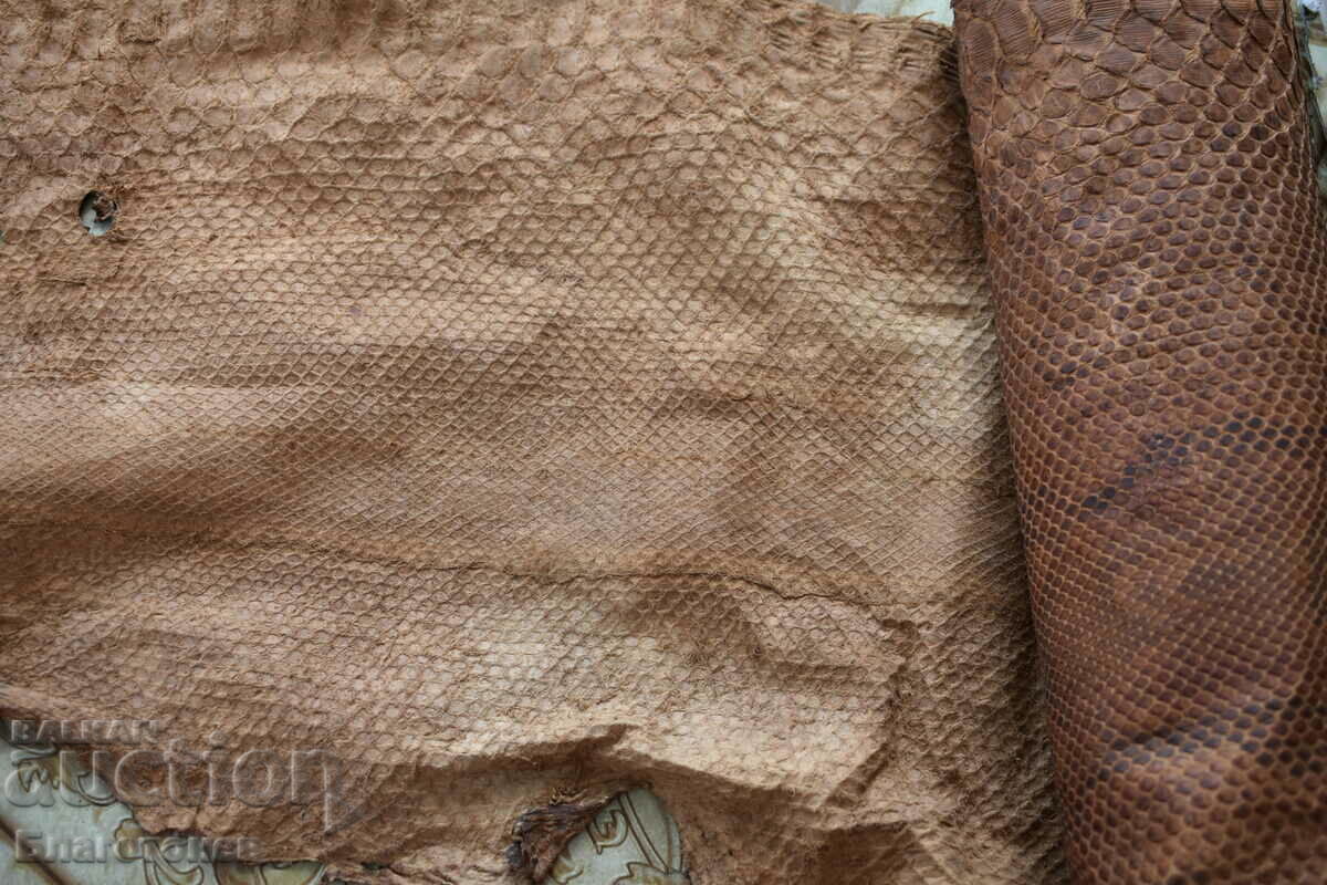 Python skin - 6 Python skin - 6