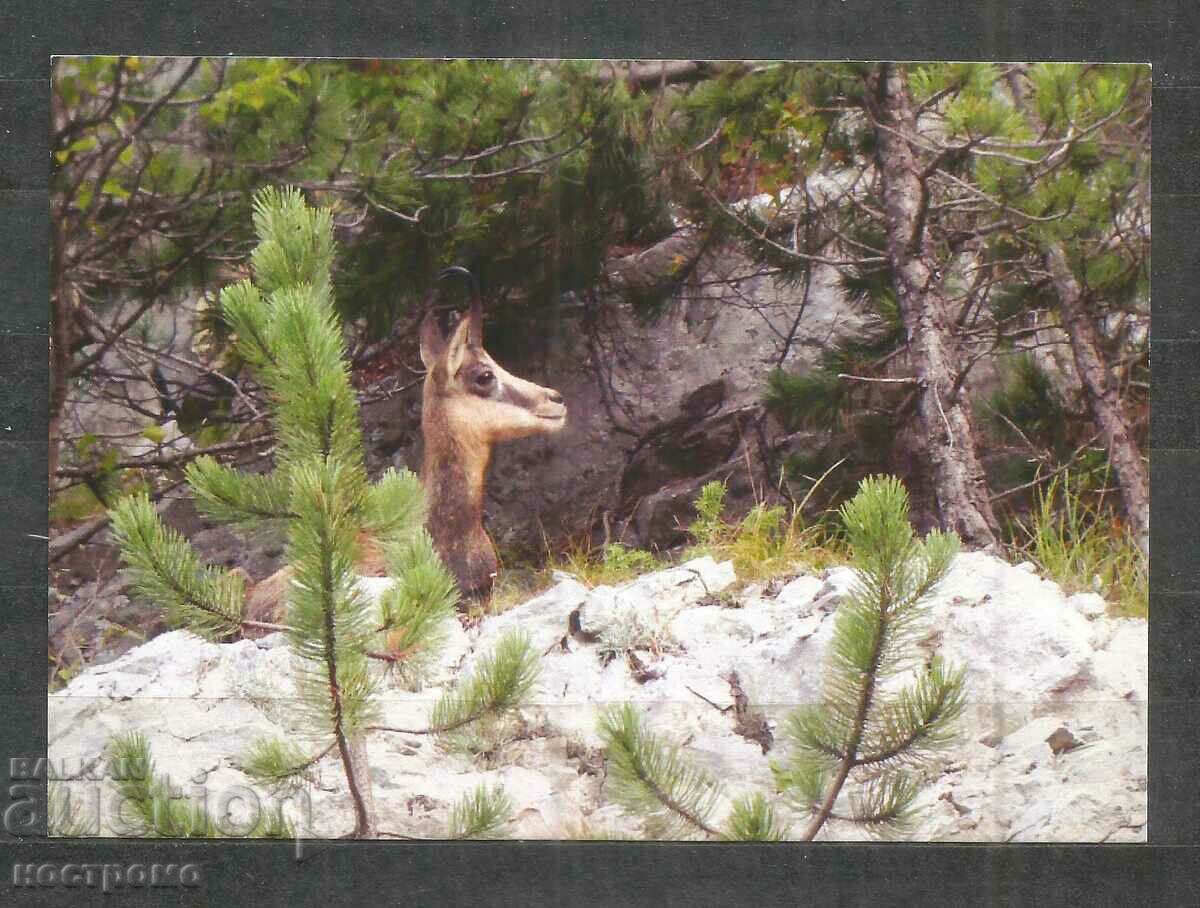 Fauna - animals - Bulgaria - A 941