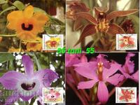 2013 orchids, comp. 4 cards maximum