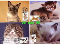 2013 pisici domestice, comp. Maxim 4 cărți