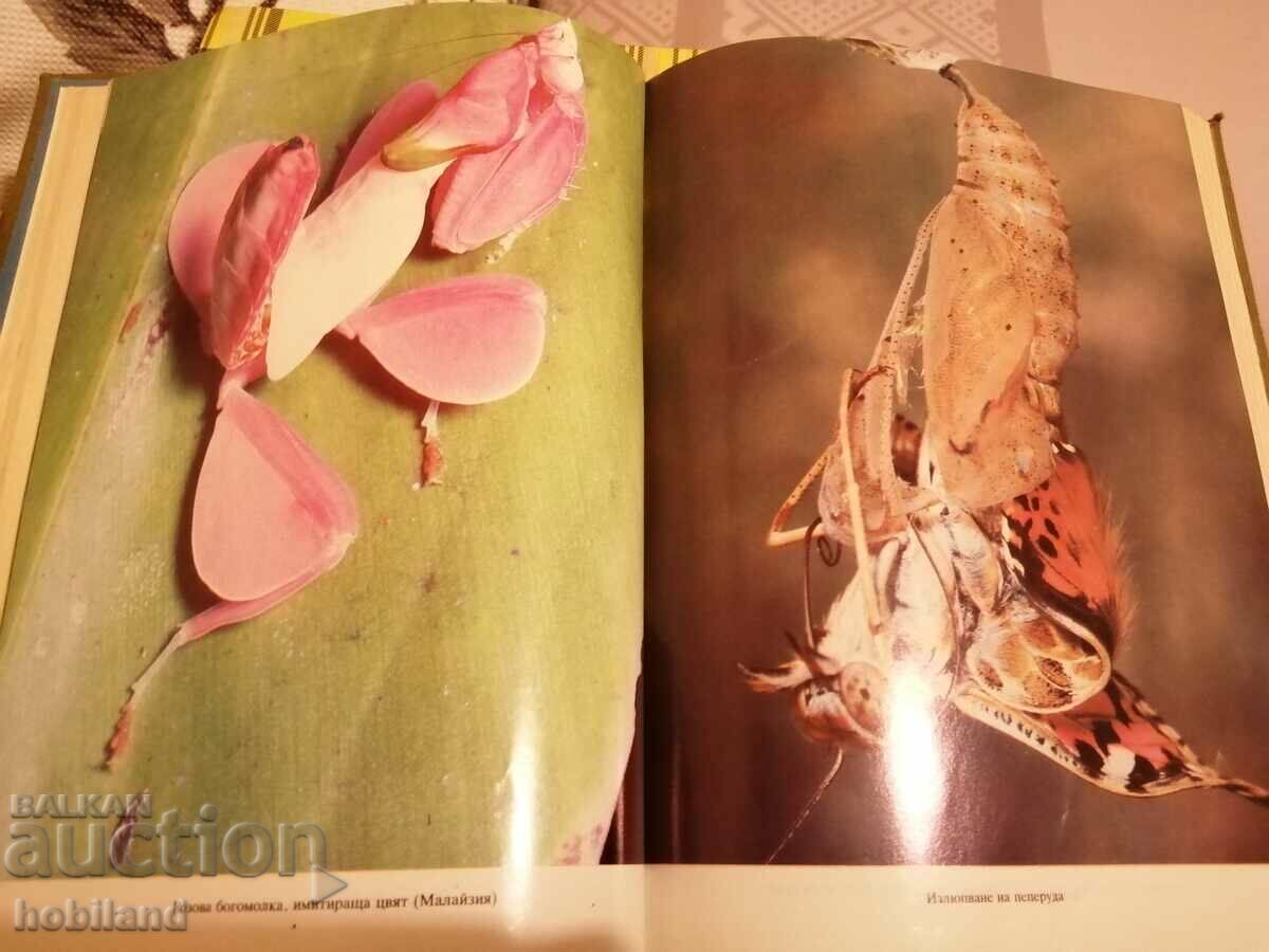 Auction  Life on Earth