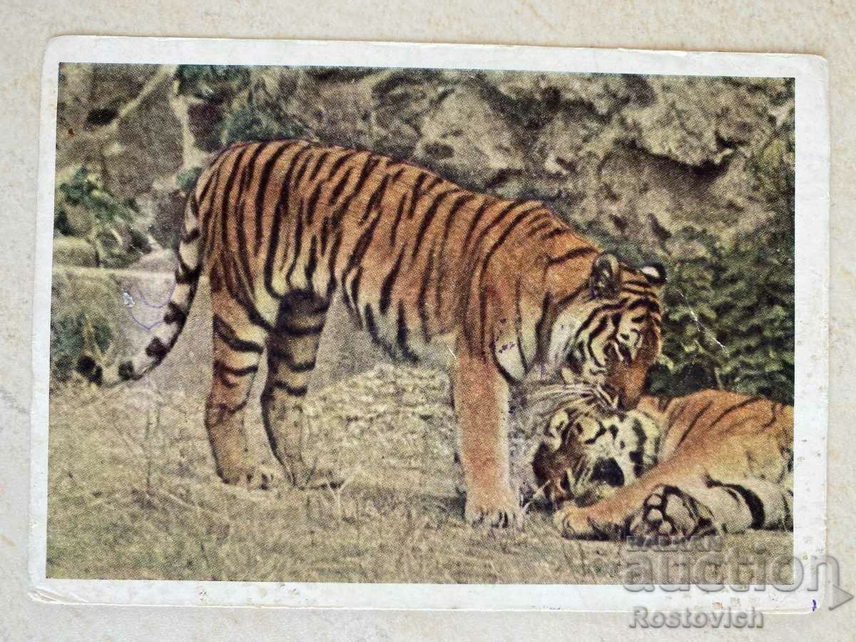 Картичка СССР «Уссурийские тигри» 1963 г.