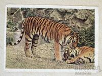 Card USSR "Ussurian Tigers" 1963