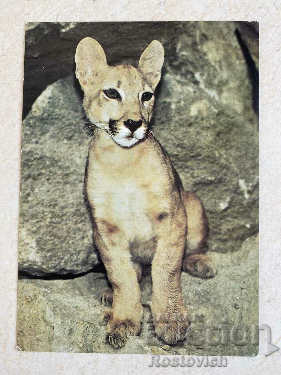 Κάρτα ΕΣΣΔ «Puma» 1990