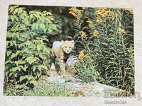 Card USSR «Cheetah» 1989