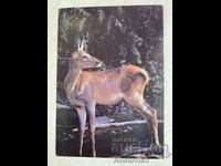 Card USSR "Deer" 1989