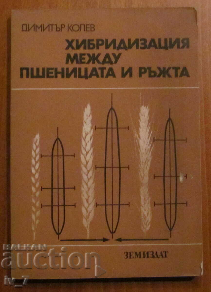 HYBRIDIZATION BETWEEN WHEAT AND RYE - DIMITAR KOLEV