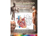 Human body. Coloring book and knowledge test