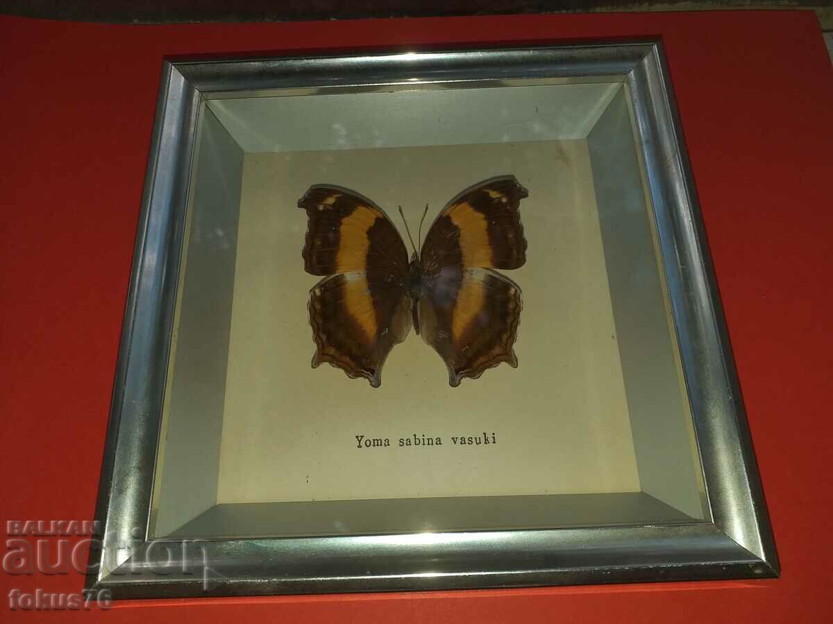 Butterfly in a frame with price 55.00 BGN | € 28.12