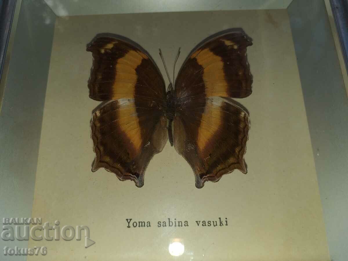 Auction  Butterfly in a frame