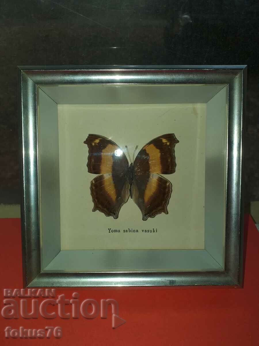 Delivery of Butterfly in a frame