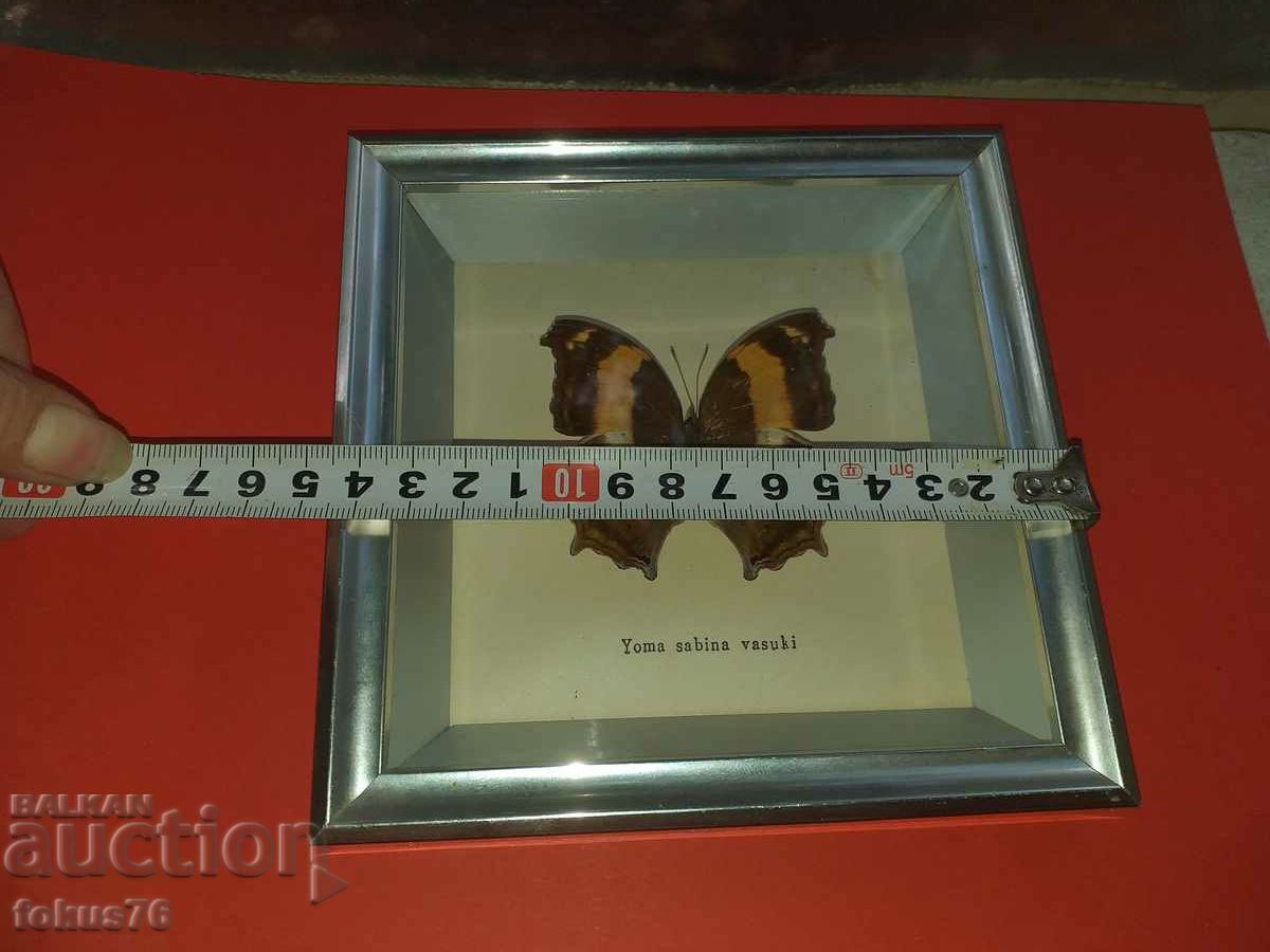 Butterfly in a frame - 6