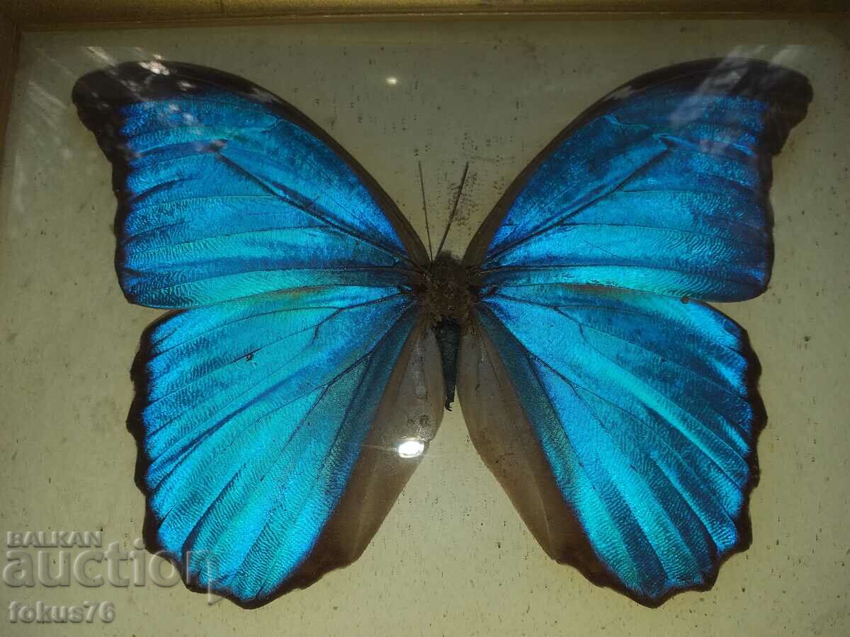 Butterfly in frame N2 with price 90.00 BGN | € 46.02 Butterfly in frame N2 with price 90.00 BGN | € 46.02