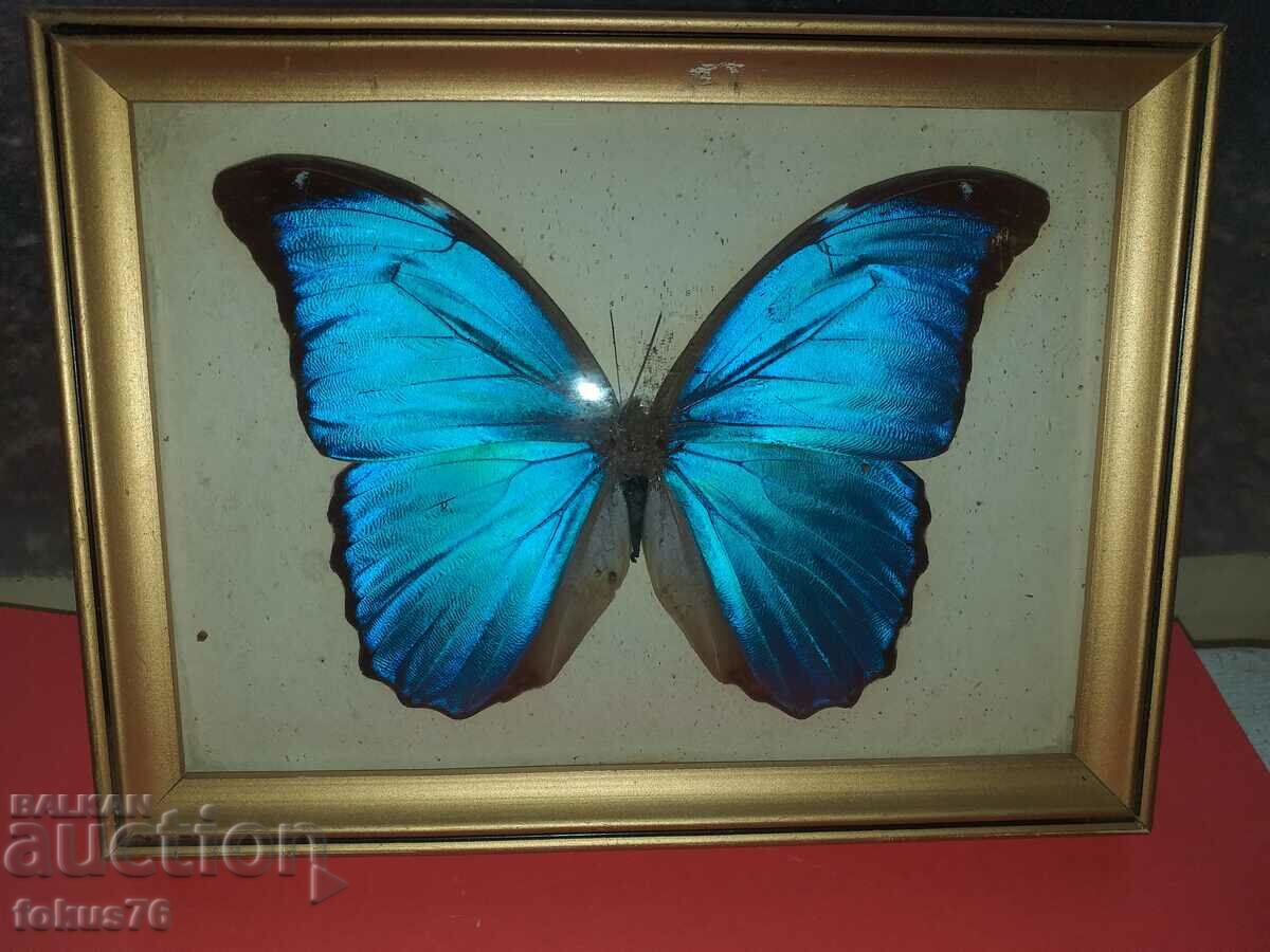 Auction Butterfly in frame N2 Auction Butterfly in frame N2