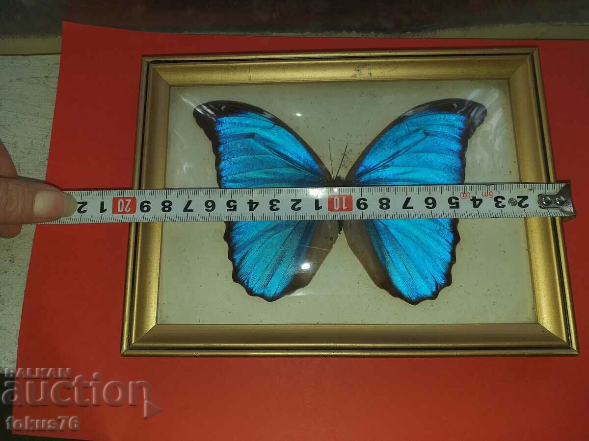 Butterfly in frame N2 - 5 Butterfly in frame N2 - 5