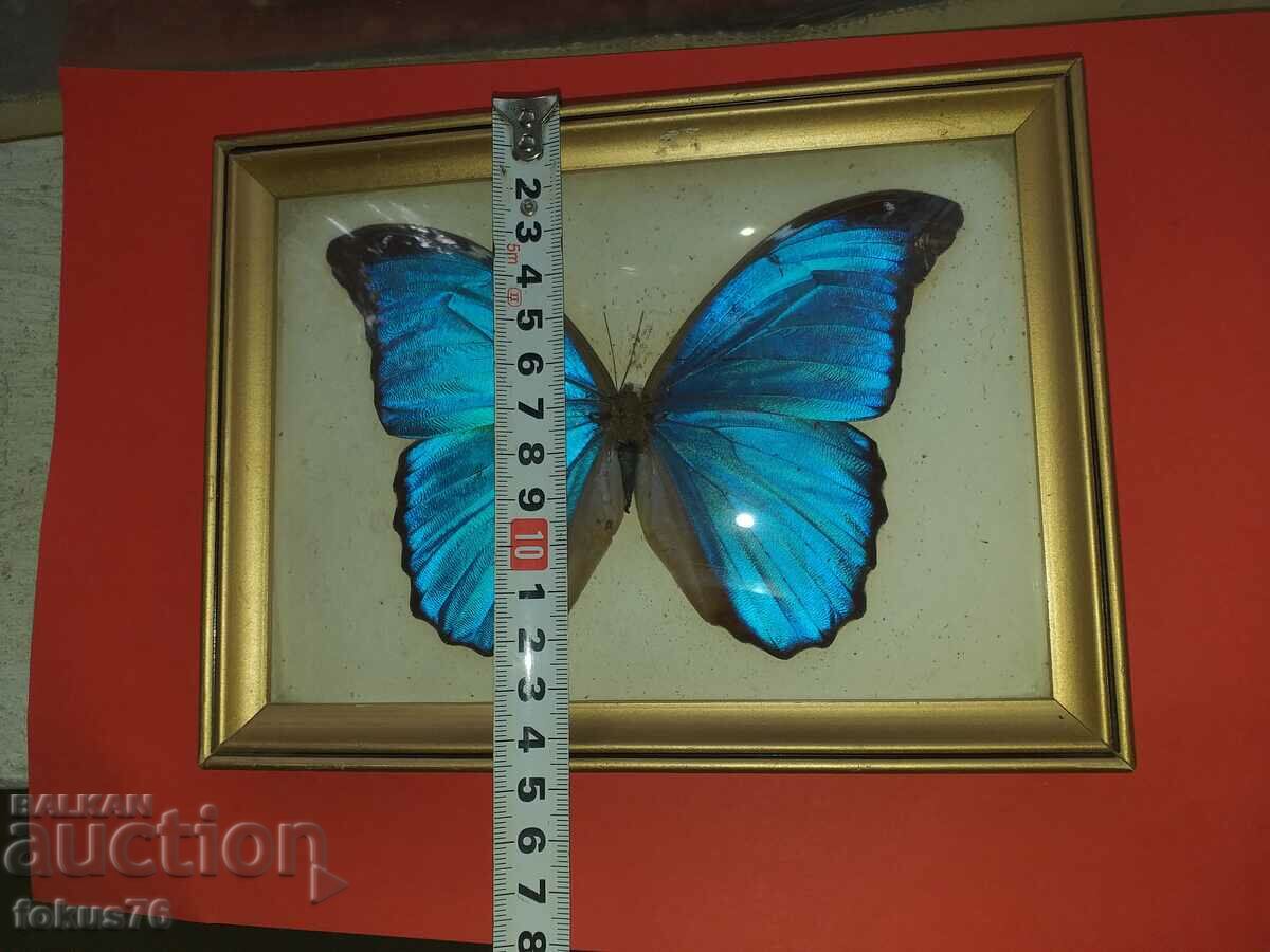 Butterfly in frame N2 - 6 Butterfly in frame N2 - 6