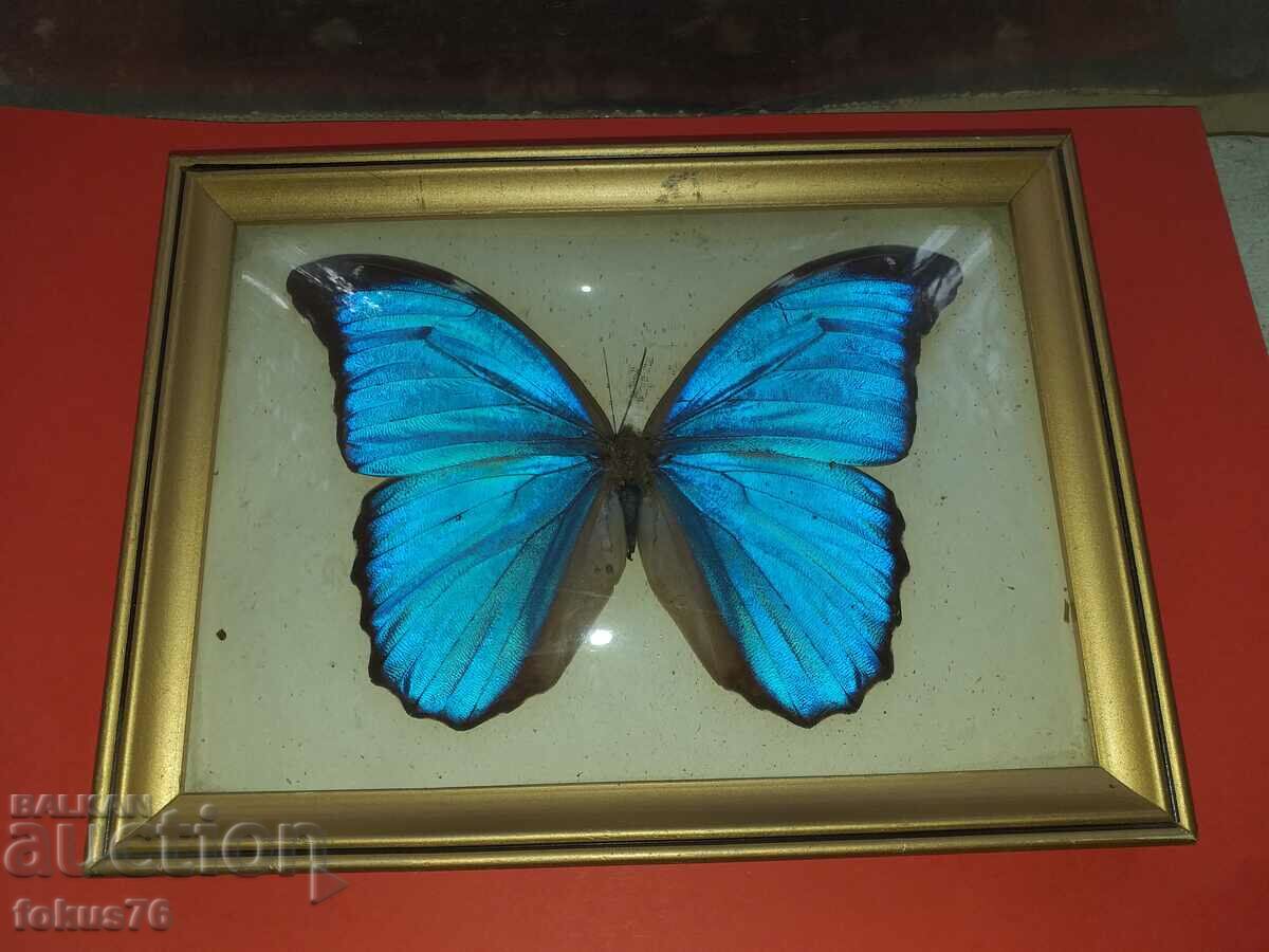 Butterfly in frame N2
