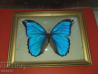 Пеперуда в рамка N2