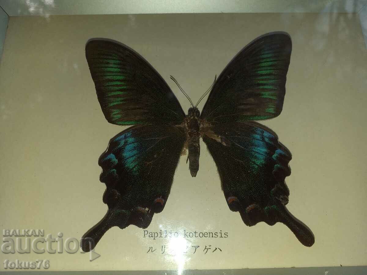 Butterfly in frame N3 with price 90.00 BGN | € 46.02