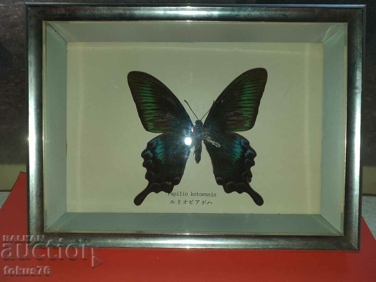 Auction  Butterfly in frame N3
