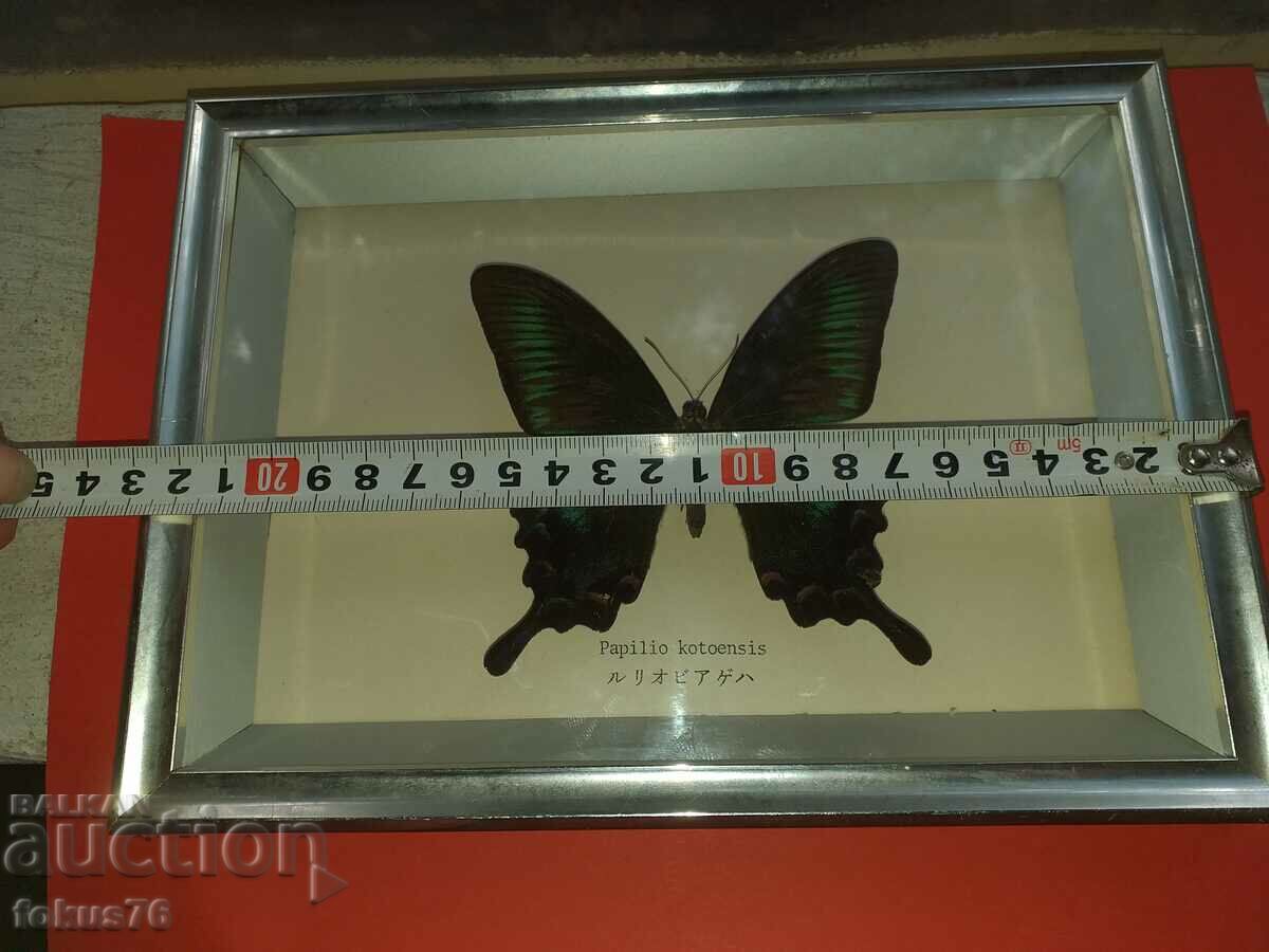 Butterfly in frame N3 - 6