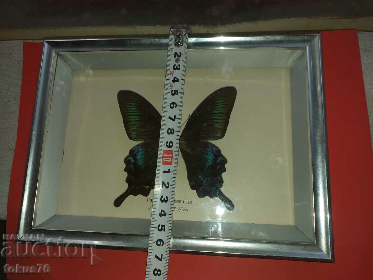 Butterfly in frame N3 - 7
