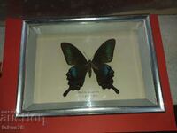 Butterfly in frame N3