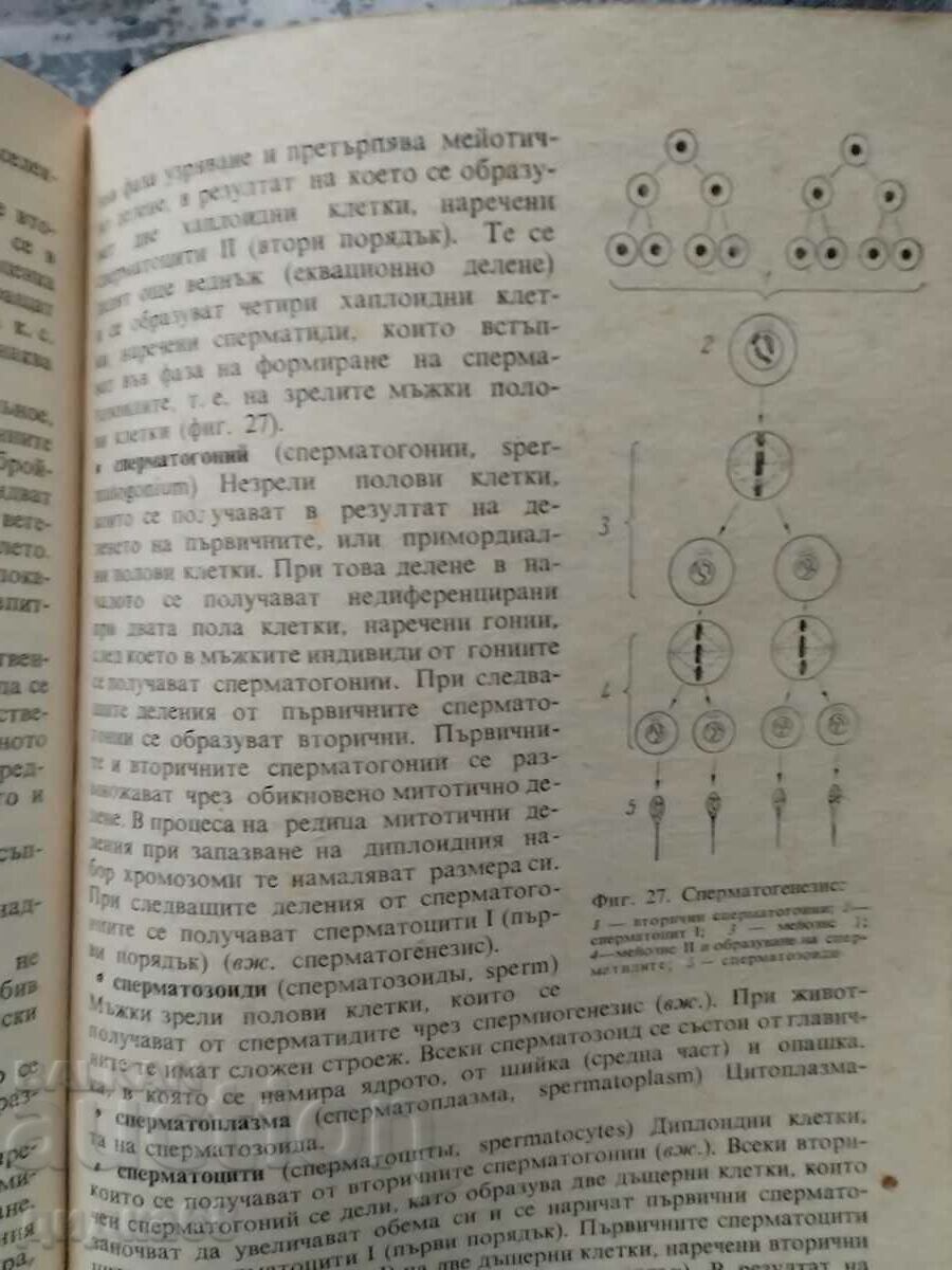 Auction Terminological reference in theoretical and applied genetics Auction Terminological reference in theoretical and applied genetics