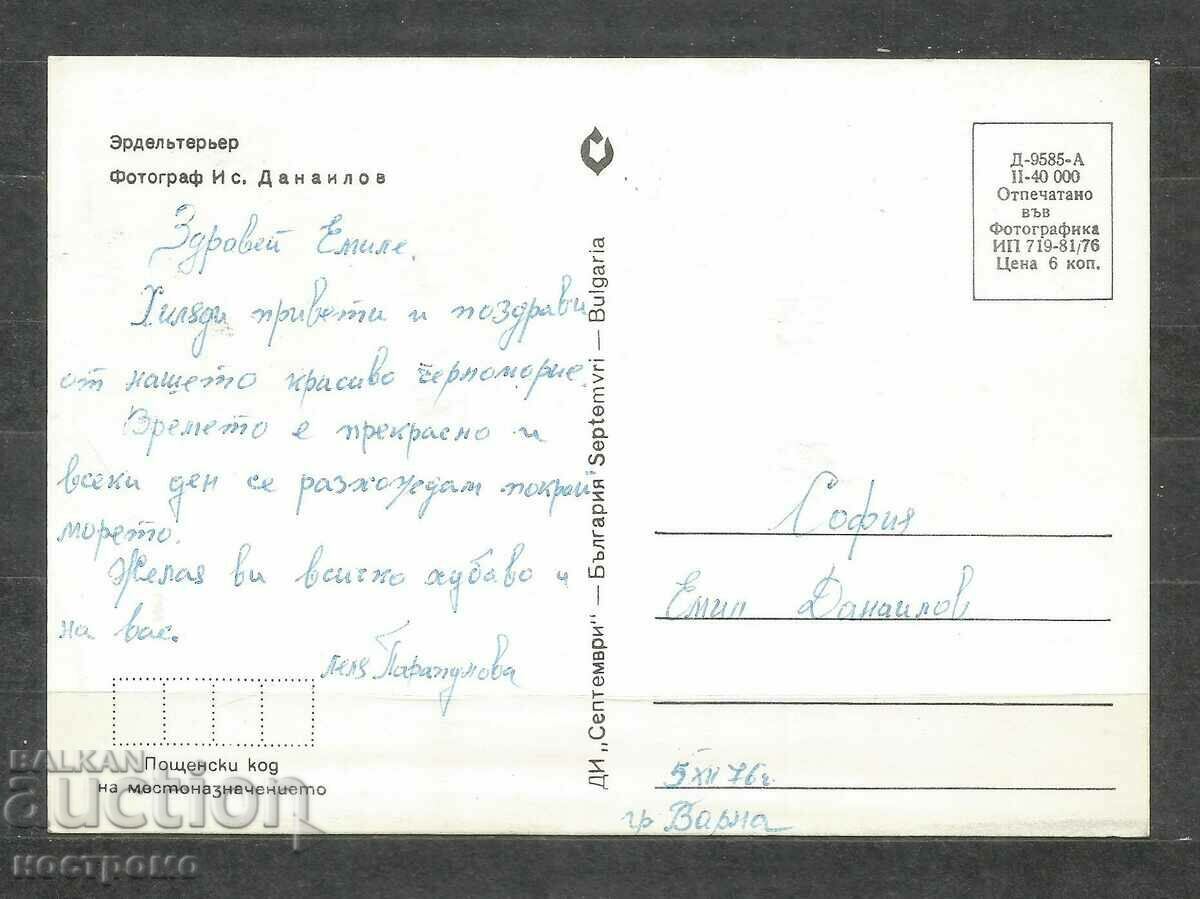 Erdel Terrier dog - RUSSIA - Old Post card - A 1343 with price 1.00 BGN | € 0.51 Erdel Terrier dog - RUSSIA - Old Post card - A 1343 with price 1.00 BGN | € 0.51